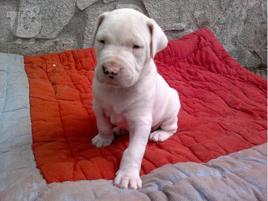 PoulaTo: Dogo Argentino 