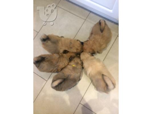 PoulaTo: Maltipoo Puppys