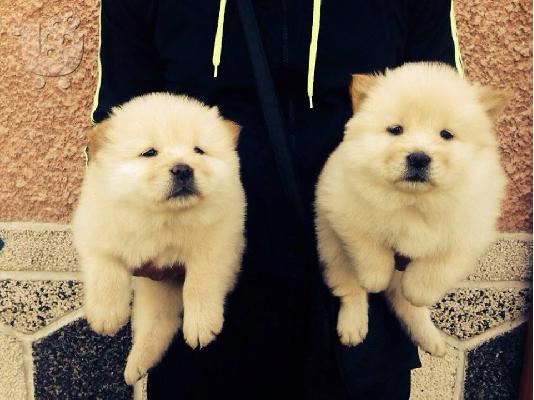 PoulaTo: CHOW CHOW