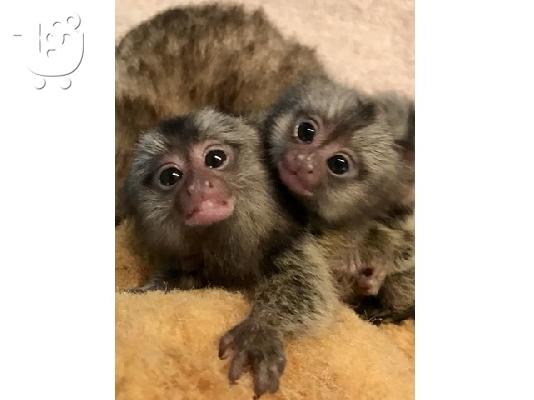 PoulaTo: Jovial δάκτυλοι Marmoset δάχτυλο