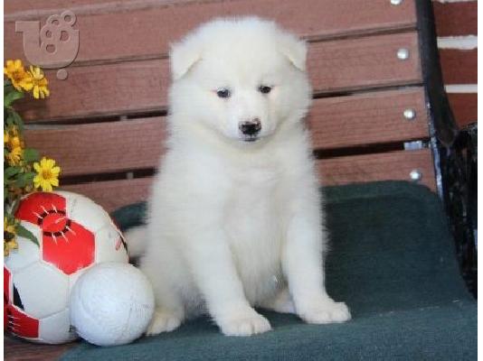 Όμορφα υγιή Samoyed κουτάβια