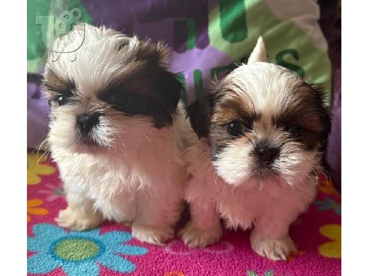 PoulaTo: Κουτάβια Shih Tzu