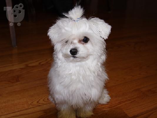 PoulaTo: maltese toy
