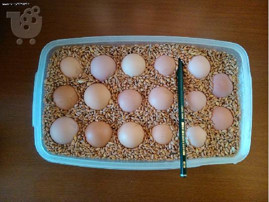 PoulaTo: Πωλείται Προσφέρονται αυγά brahma.!! Αποστέλλονται με courier σε όλη την Ελλάδα..!!