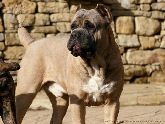 PoulaTo: CANE CORSO - ΚΑΝΕ ΚΟΡΣΟ