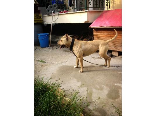 PoulaTo: pitbull