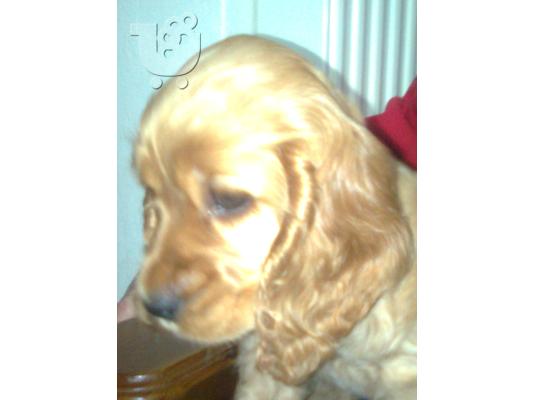 KOΚΕR SPANIEL
