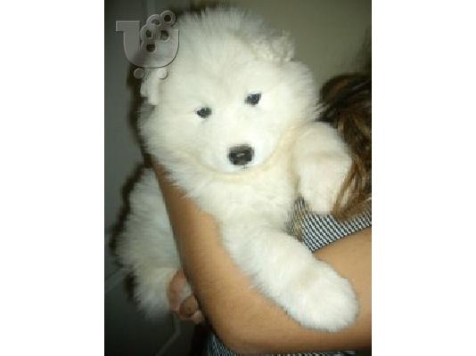 PoulaTo: SAMOYED