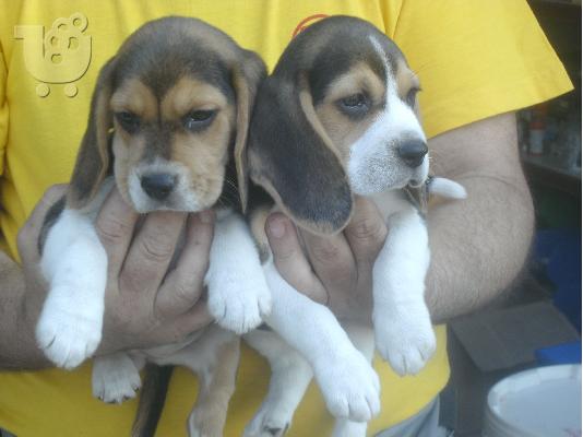 PoulaTo: beagle