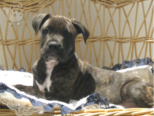 Πωλείται american staffordshire terrier στη ρόδο