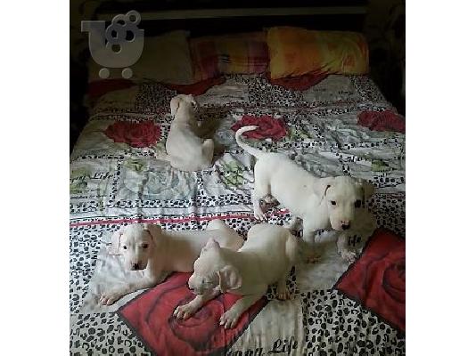 DOGO ARGENTINO