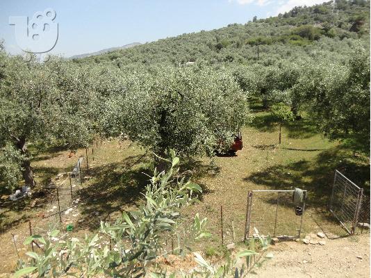 PoulaTo: ΠΩΛΗΣΗ ΟΙΚΟΠΕΔΟΥ ΣΤΗ ΘΑΣΟ ΠΕΡΙΟΧΗ ΣΚΑΛΑ ΣΩΤΗΡΟΣ