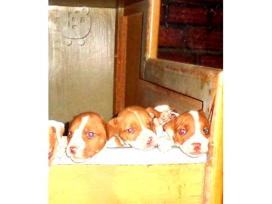 PoulaTo: american pit bull terrier