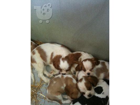 cavalier king charles