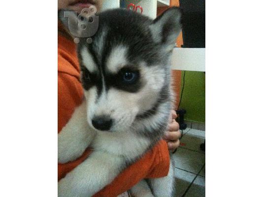PoulaTo: HUSKY