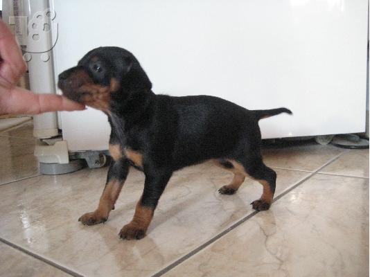 Mini pincher