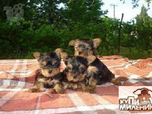 PoulaTo: Yorkshire Terrier καθαροαιμα κουταβια Αθηνα-Κρητη-Νησια 6979314054