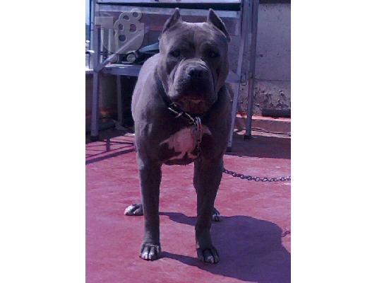 pitbull blue nose xl κουταβια αρσενικο θηλικο