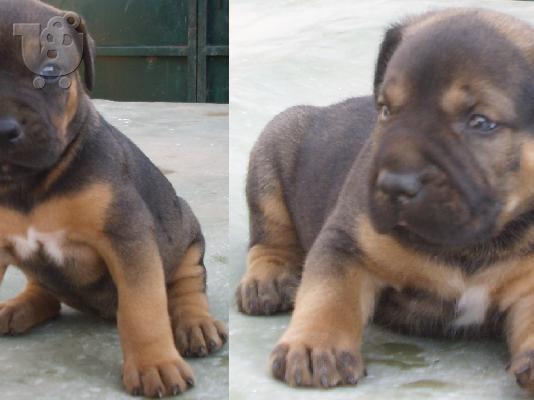 PoulaTo: DOGO CANARIO κουταβια πωλουνται
