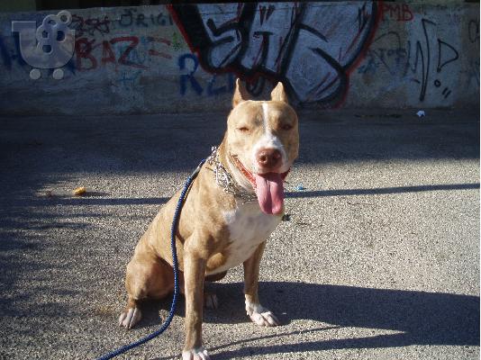 ΨΑΧΝΩ ΘΥΛΙΚΟ PITBULL ΓΙΑ ΖΕΥΓΑΡΩΜΑ.EXW ENA REDNOSE TIΓΡΕ Πίτμπουλ...