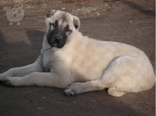 Τουρκικά kangal