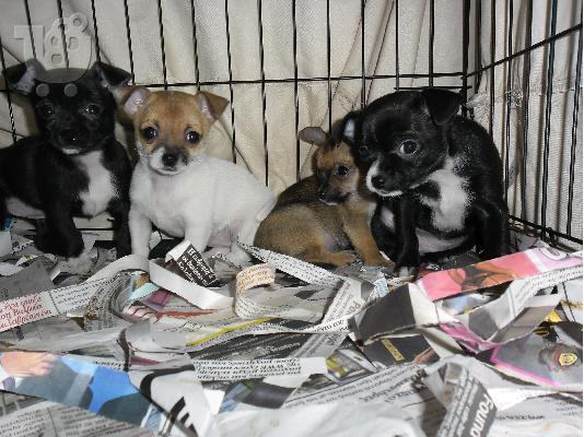 PoulaTo: chihuahua poli omorfa