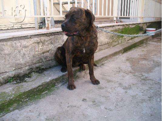 bandog