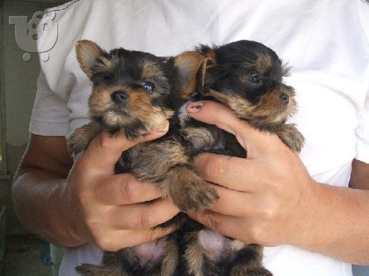 PoulaTo: YORKSHIRE TERRIER