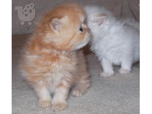 PoulaTo: Classic Τιγρέ Maine Coon γατάκια