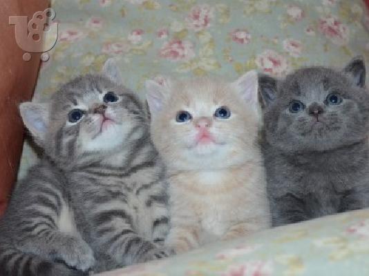 PoulaTo: British κοντά μαλλιά Cross Blue Cream tabbies