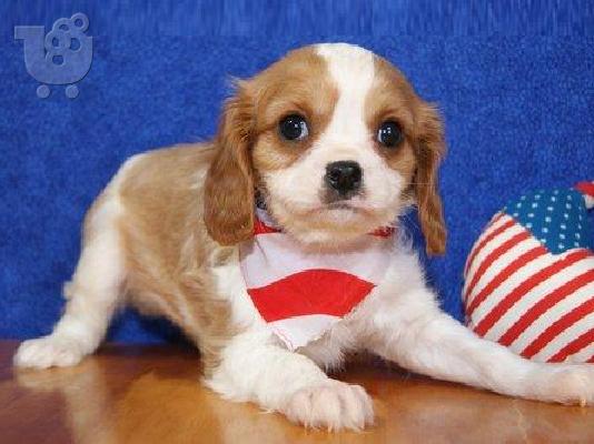 PoulaTo: Cavalier King Charles Spaniel με γενεαλογία διαθέσιμα