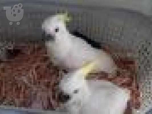 PoulaTo: μιλάμε για παπαγάλο για 200 €