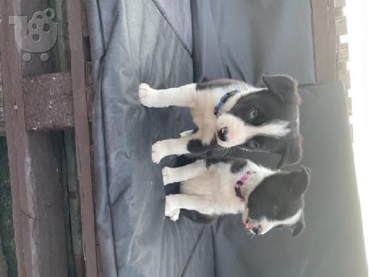 PoulaTo: Όμορφα κουτάβια Border Collie