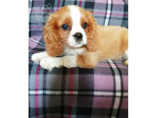 Cavalier King Charles Spaniel