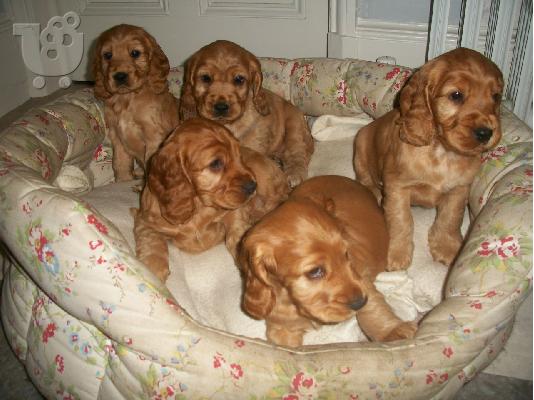 Cocker Spaniel καθαροαιμα Αθηνα-Θεσσαλονικη-Νησια dogsmania.gr...