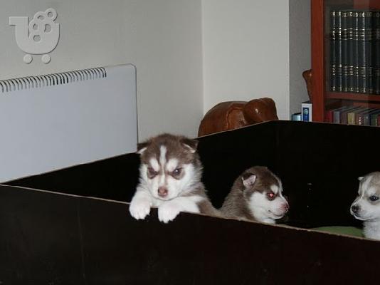 Siberian Husky κουτάβια προς πώληση.