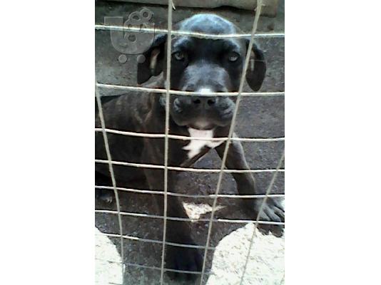 PoulaTo: Bandog