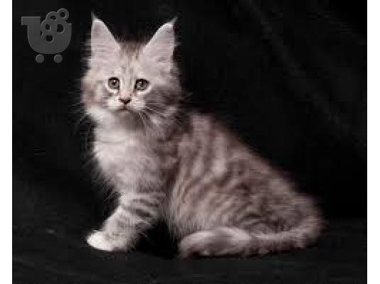 PoulaTo: Maine Coon γατάκια για υιοθεσία