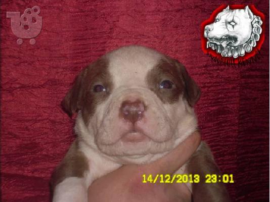 PoulaTo: Pitbull red nose