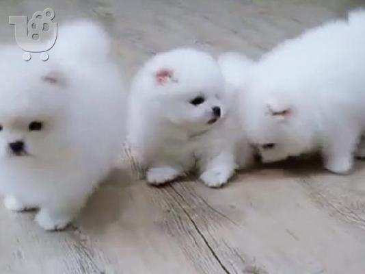 PoulaTo: Κουτάβια Πομεράνιαν - pomeranian