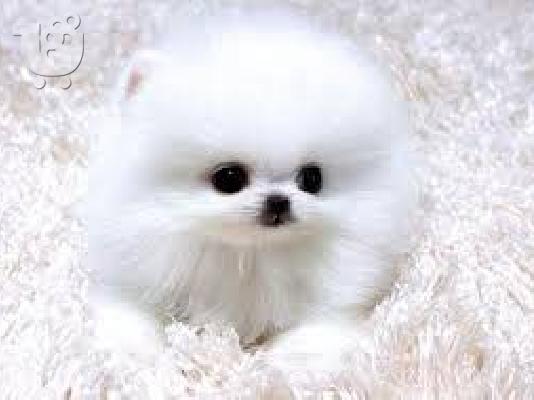 Κορυφαία εγγεγραμμένη Pomeranian