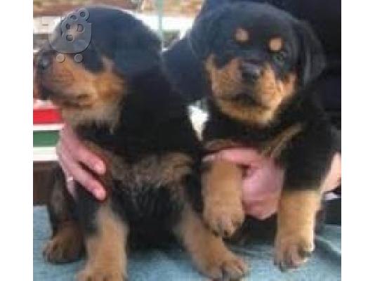 PoulaTo: Υγιή κουτάβια Rottweiller για υιοθεσία