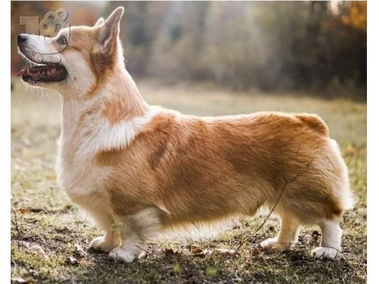 Pembroke Ουαλικά Corgi κουτάβια