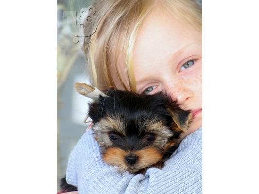 PoulaTo: Yorkshire terrier super pocket, Αττική (€ 120.00 )