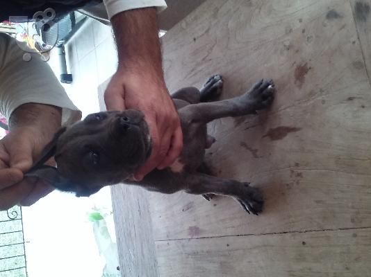 cane corso 2 μηνων