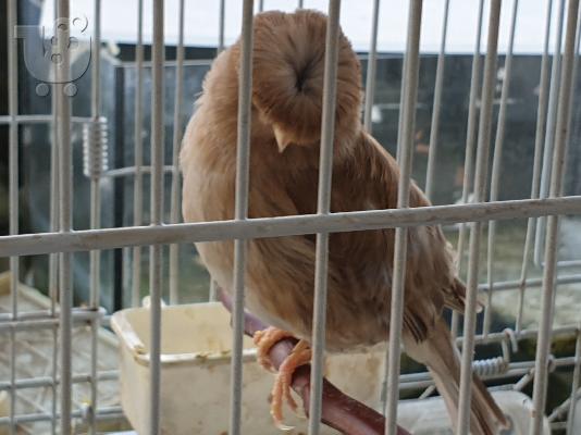 PoulaTo: Καναρίνια και κλουβιά