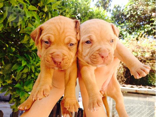 American staffordshire terrier
