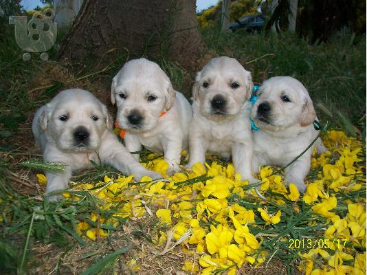 PoulaTo: Golden Retriever κουταβακια προς πωληση