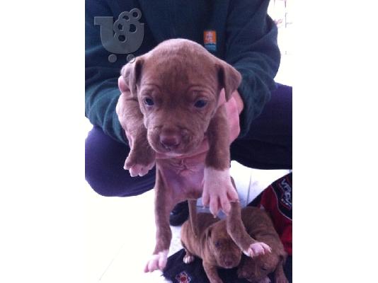 pitbull rednose
