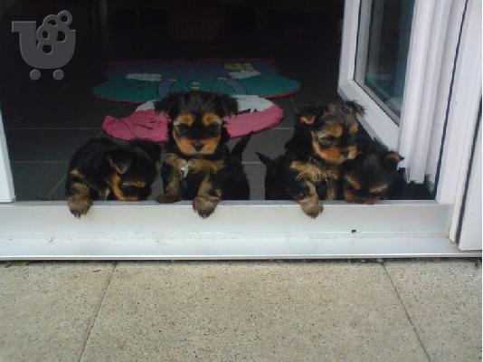 PoulaTo: Yorkshire Terrier, κουτάβια, 10 εβδομάδες, έτοιμοι να πάνε τώρα,.